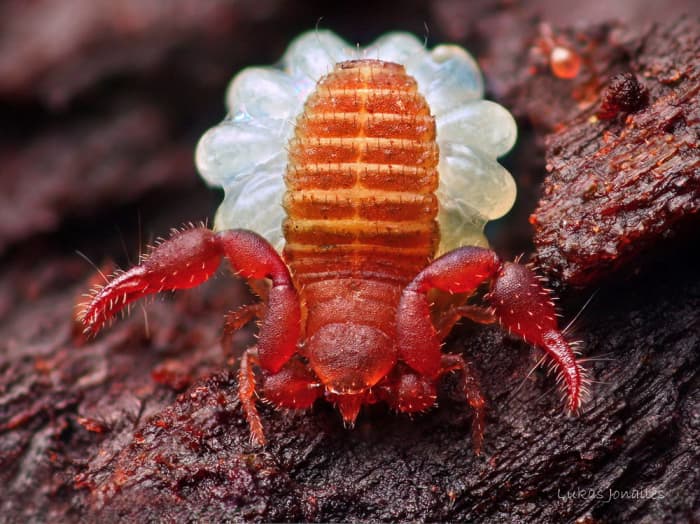 This female pseudoscorpion was photographed with her brood sac that had been deposited by a male scorpion. Some pseudoscorpions reproduce with no contact at all, with the male depositing his spermatophores that the female finds purely by chance