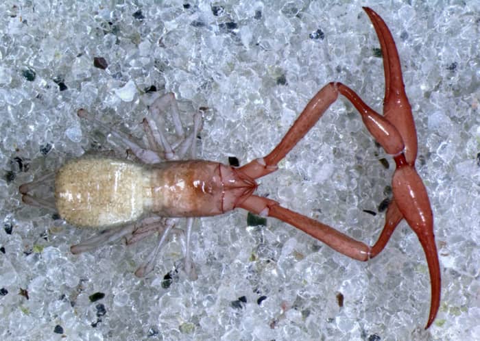 Typically, pseudoscorpions are brownish or yellow, but cave pseudoscorpions like the one in this picture have adapted to cave life and are pale or entirely white with a translucent exoskeleton