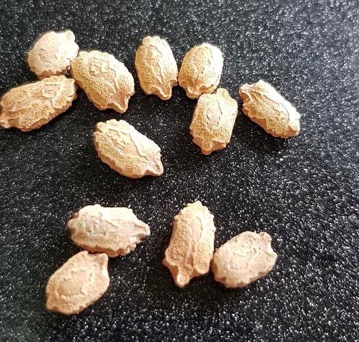 In addition to being used for growing the full plant, ampalaya seeds can also be used as an alternative to coffee.