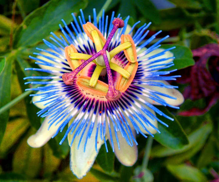This is a gorgeous blue indigo passionflower, a species that is extremely fast growing and hardy flower producing egg-shaped orange fruits with deep red, edible pulp (not quite as tasty as the purple passion fruit).