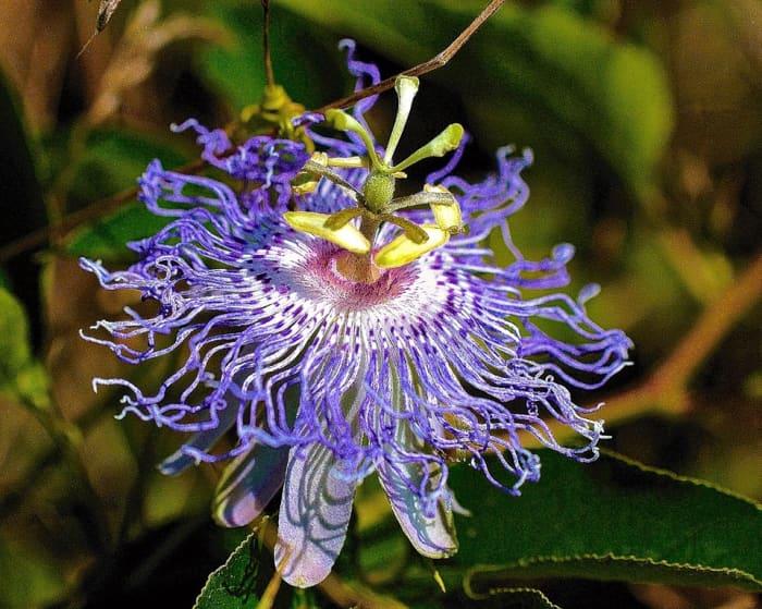 A passionflower is very exotic and delicate looking, but don't let the appearance fool you - it is actually very tough and can be propagated using several different methods.