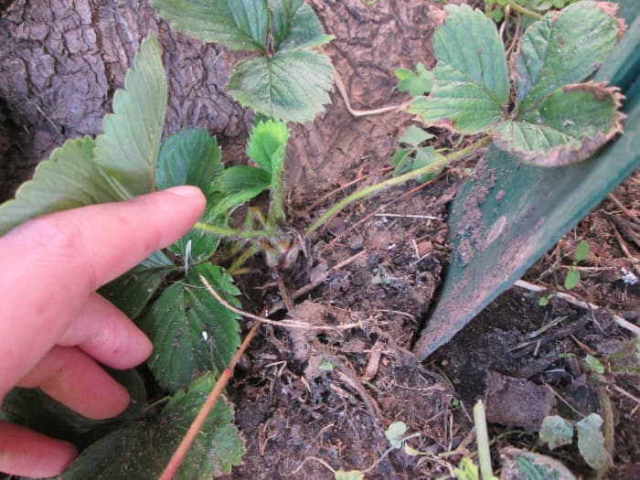 Don't press the shovel too closely to the stem when digging out the plant. Ideally, one should push the shovel in once and deeply. Then lift the plant free.