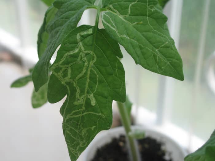 Tomato leaf with leaf miner damage. Note how the width of the tunnels increase as the larvae grows larger.