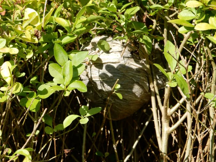 Attempting to get rid of a wasp nest in a hedge should be approached with great care.