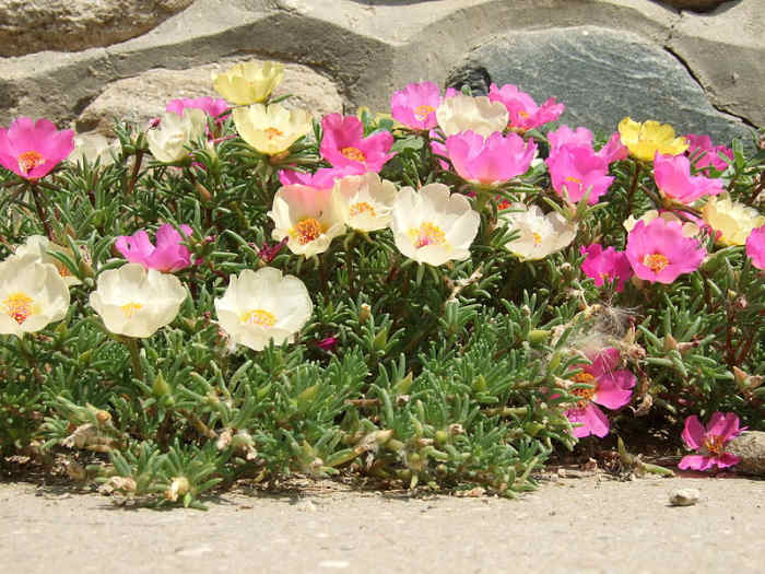 How to Grow Portulaca (Moss Rose) Dengarden