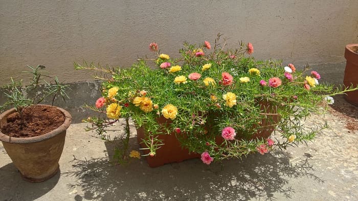 Portulaca grown in a container. It drapes nicely over the sides of the container making it appear lush and full.