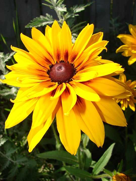 How to Plant and Grow BlackEyed Susans Dengarden