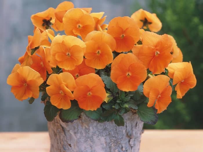  This is a radiant collection of Nature Orange Pansies.