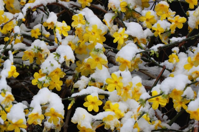 How to Plant and Care for Winter Jasmine - Dengarden