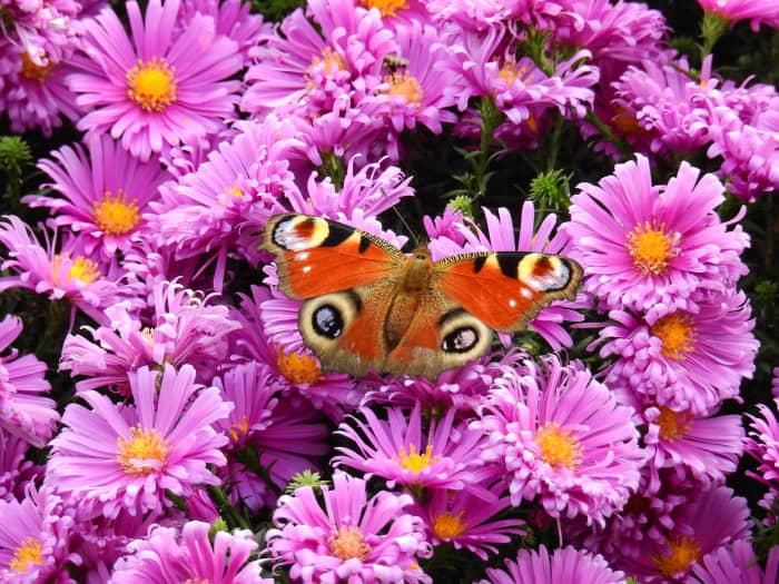 How to Encourage Butterflies to Visit Your Garden - Dengarden