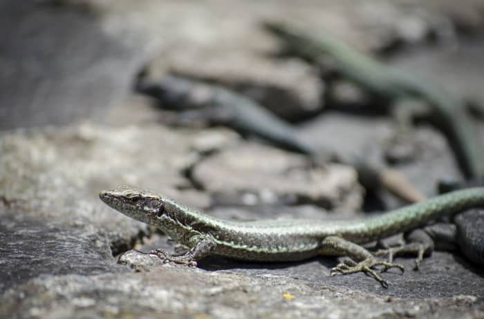 Encourage lizards with creating rock gardens or stacking lumber nearby.