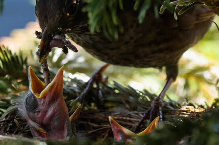 Birds are beneficial to the garden for a variety of reasons.