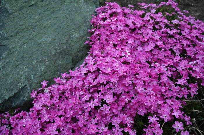 This creeping phlox is an example of a plant that would benefit from light shearing once the blooms have died down.