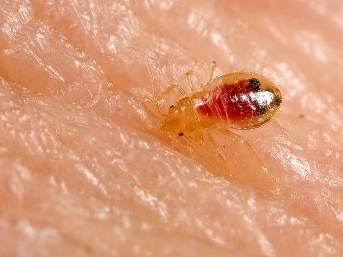 Bed bugs can upset your sleep and plague your body with annoying welts. This guide will help you identify if you have a bed bug infestation and what you can do about it.