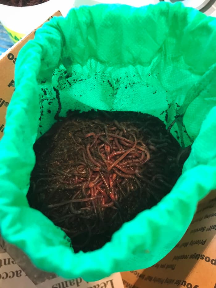 Red wigglers (Eisenia fetida) are the most commonly used worm species for vermiculture composting.