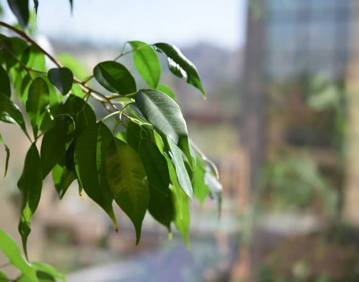 9 Air-Cleaning Houseplants That Are Crazy Easy to Maintain - Dengarden