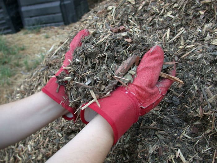 A thick layer of mulch will keep your soil evenly moist and prevent weed seeds from sprouting