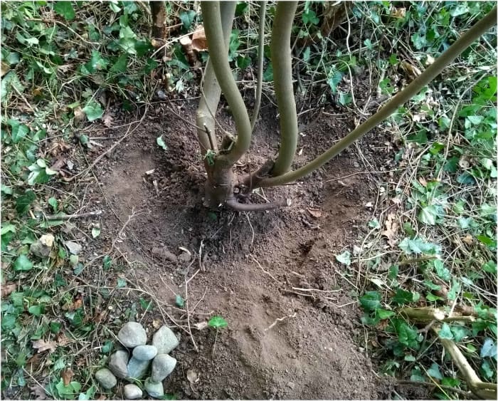 how-to-remove-a-tree-stump-easily