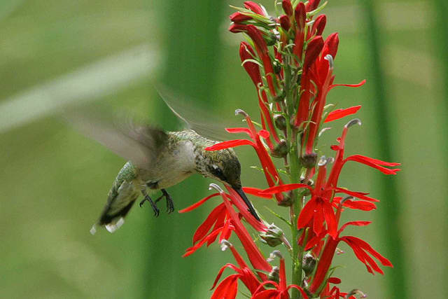 How-to-grow-cardinal-Blumen