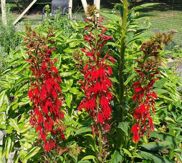 Kardinalblumen, die in einem Garten wachsen.