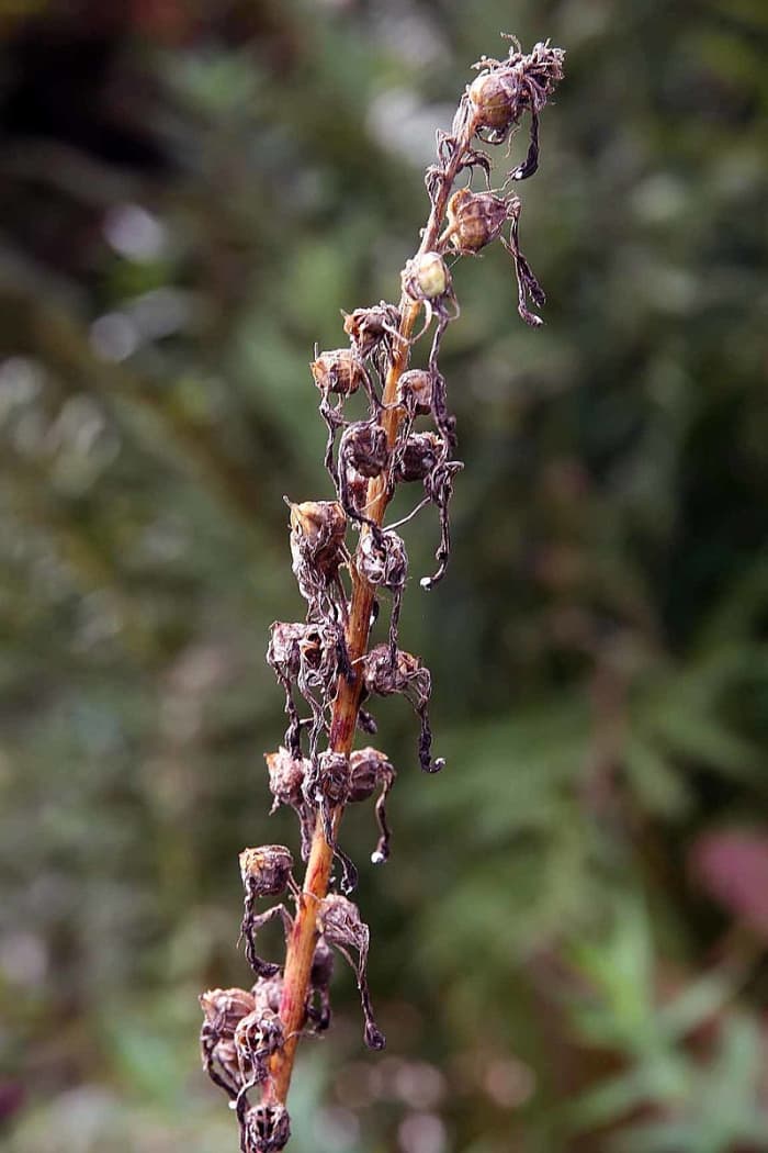 Cardinal Flower Seedpods