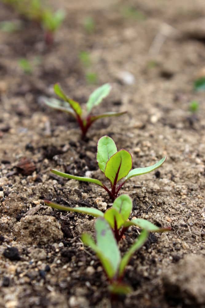 Because each seed capsule contains multiple seeds, you will need to thin your seedlings.