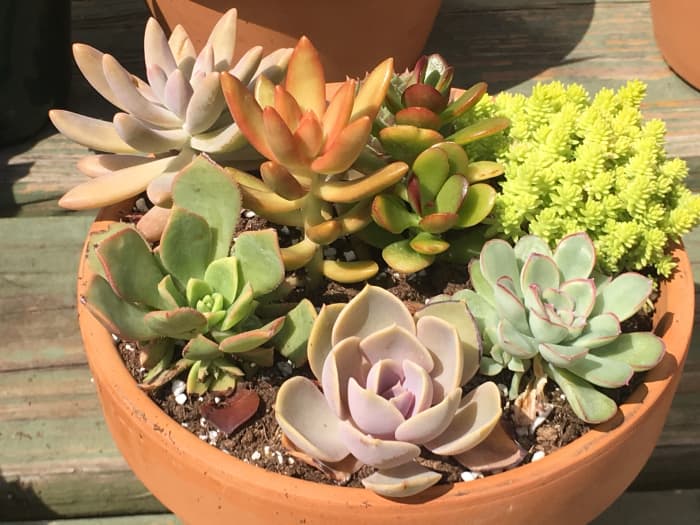 How to Create a Succulent Container Garden - Dengarden