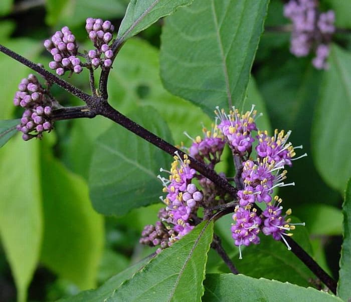 How to Grow Beautyberry (Callicarpa) for Winter Interest - Dengarden