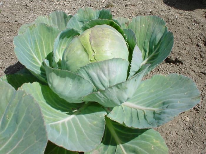 Dutch cabbage also known as white cabbage. Their exceptionally large heads store better than other varieties.