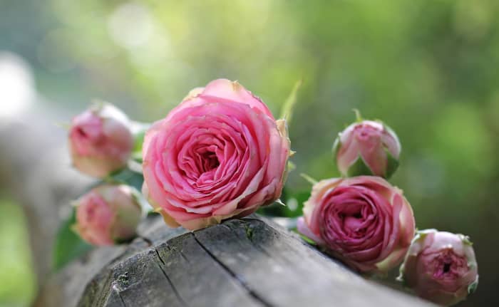 This looks like an heirloom or "old rose," probably a Centifolia judging from the number of petals on the flower.