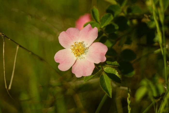 This is an example of a wild rose. Note the simplicity of form, yet it is still a rose. So, yes, there are roses with just five petals, and roses with a hundred petals or more!
