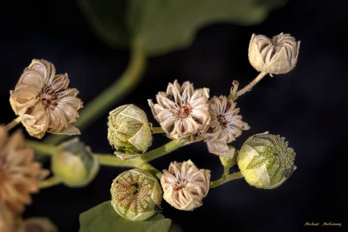 More flowers have gone to seed. To harvest my seeds, I shook them from the pods when they turned a mature, dark color in the seed pods that were widely opened. Once the seeds were harvested, they were stored in a cool, dry place.