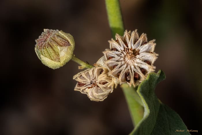 Flowers to cups to seeds. Once the flowers have faded, small green cups will form like the one on the left in this photo taken of one of my plants. Those cups contain the ripening seeds. That cup will slowly open to reveal the seeds.