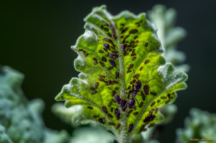 The downside of desert globemallow plants is that aphids love them too. I got rid of these by releasing a few thousand ladybugs in the backyard. Ladybugs love to eat aphids!