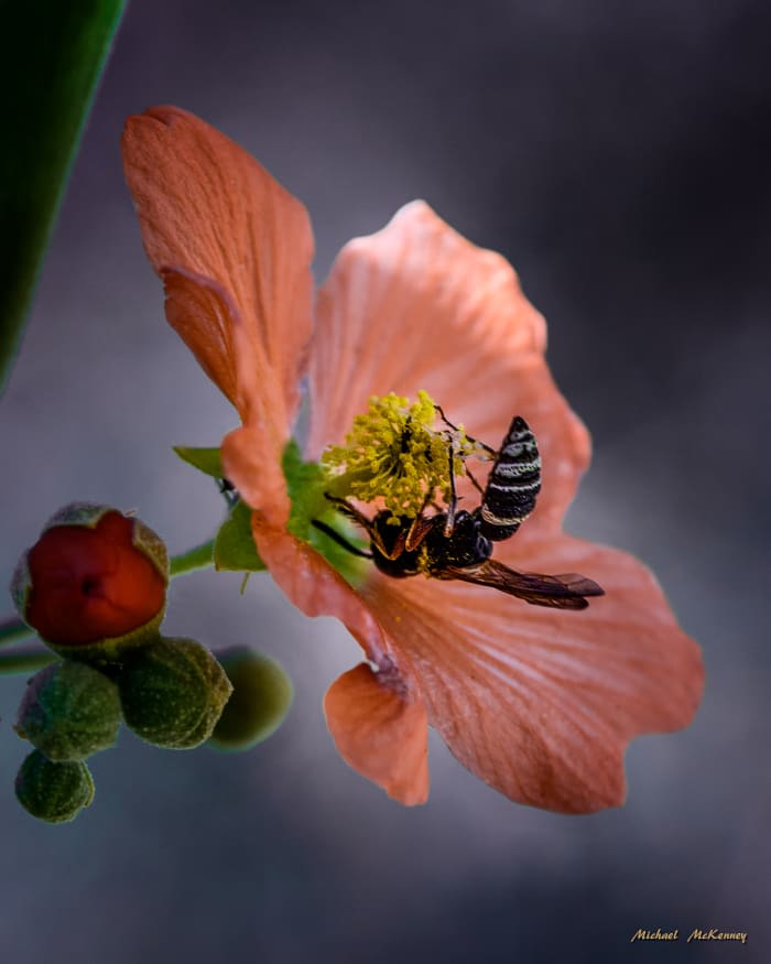 Desert globemallow plant with a happy bee. Follow this guide on how to grow your own.