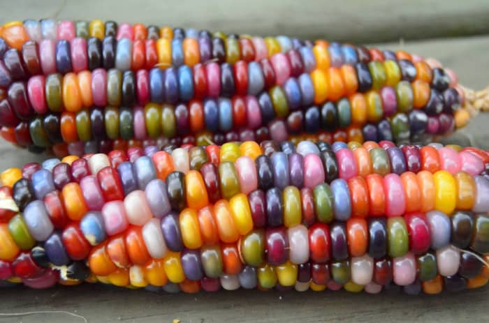 There's something very warm and comforting about beautifully colored corn as the weather begins to turn chilly and leaves begin to fall.