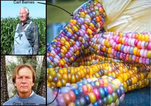 Greg Schoen began to breed Carl Barnes' heritage rainbow corns (from Oklahoma) with heritage corns local to his area (New Mexico.) The combination produced Glass Gem corn.