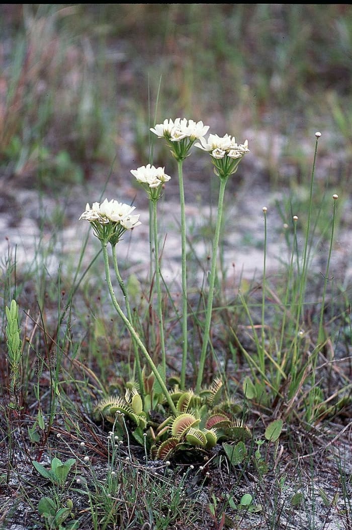 The flowers grow on tall stalks so that the insects that pollinate them will not be caught and eaten by the traps that are lower to the ground.