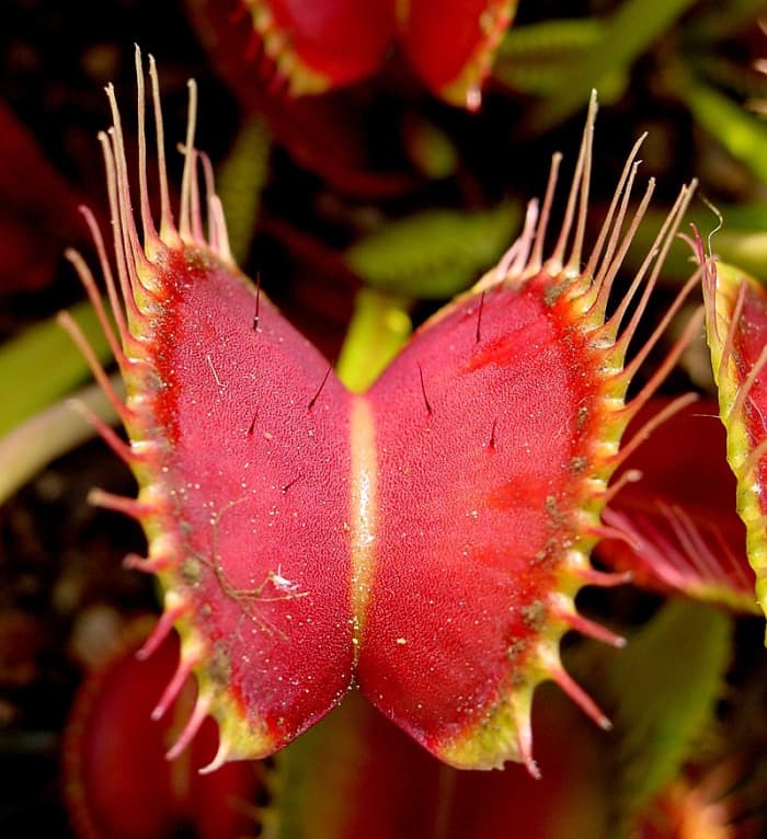 The traps are red and convex when open. The long hairs along the edges sense the prey entering the trap and the smaller hairs inside sense the movement of the prey stimulating the relase of the digestive enzymes.