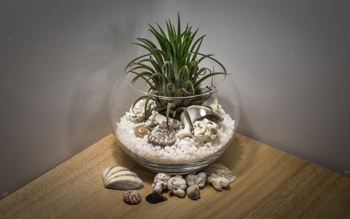 Here is the plant with no roots pictured previously growing happily in a bowl with no roots and no soil.