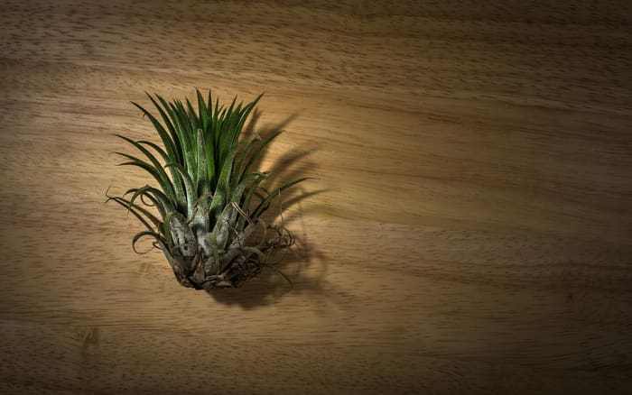 Most air plants have no roots. The plant pictured above was placed in a bowl and grew nicely despite having no roots.
