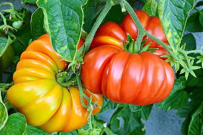 What are heirloom tomatoes? One thing is for sure, they are not the typical smooth skinned tomatoes you see in most supermarkets.