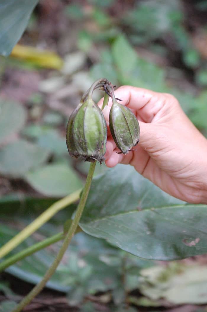 After pollination, seed capsules will emerge. They split open when the seed has ripened.