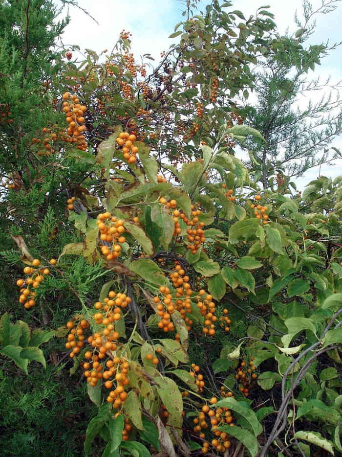 How to Grow American Bittersweet, a Native Plant, for Winter Interest