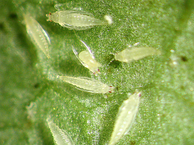 These insects can literally suck the life out of your rose blossoms. They are often translucent and impossible to find.