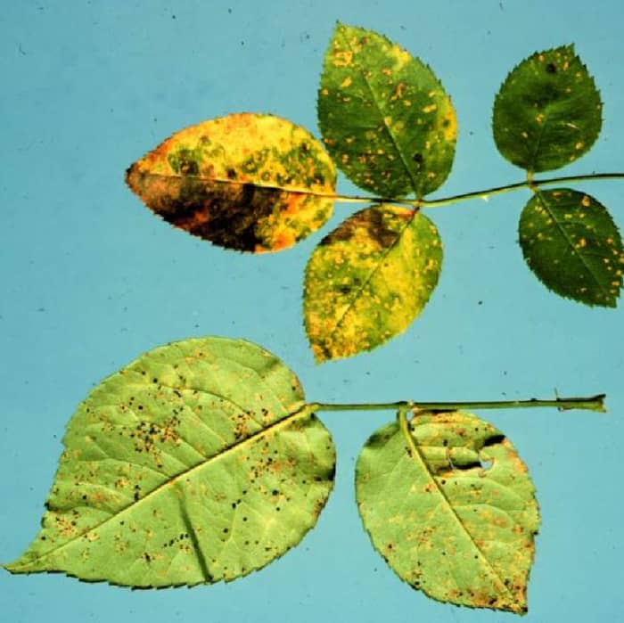 If the undersides of the leaves on your rose plant become mottled with yellow, you probably have a case of rust, a fungal disease that spreads about in rain drops.