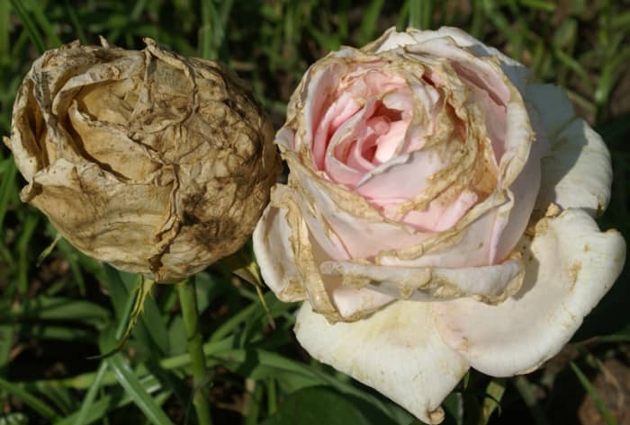 If your rose buds turn brown before they even open, you may have Botrytis blight, or gray mold caused by a fungus that thrives in cool, damp conditions.
