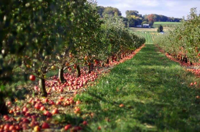 An apple orchard in Georgia. In October, when temperatures are usually in the mid to high 70s, people drive many miles to pick apples in this area.