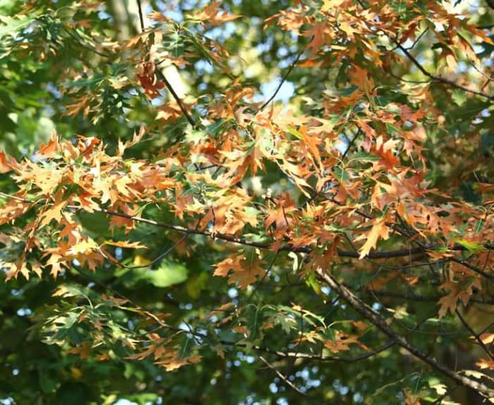 Bacterial leaf scorch
