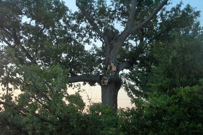 Catching a glimpse of one of our 150 year-old oak trees in summer evening light.